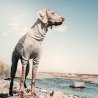 Hurtta Tuta Body Warmer Carbonio per cani