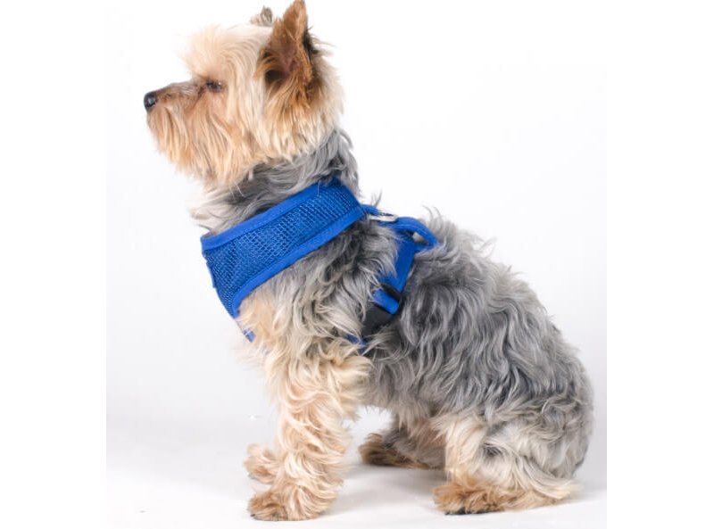 Aqua Coolkeeper Pettorina con Anello Refrigerante Cane Pacific Blue