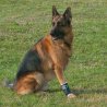 Balto BT JOINT tutore del carpo