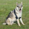Balto BT SOFT PLUS tutore per gomito doppio