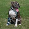 Balto BT SPLINT tutore per lassità di carpo o tarso