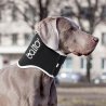 Balto BT Neck Eco collare anti-leccamento alternativa al collare elisabettiano