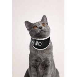 Collare per animali domestici accessorio per gatti con catena di estensione per cani e gatti Borlai in nylon 