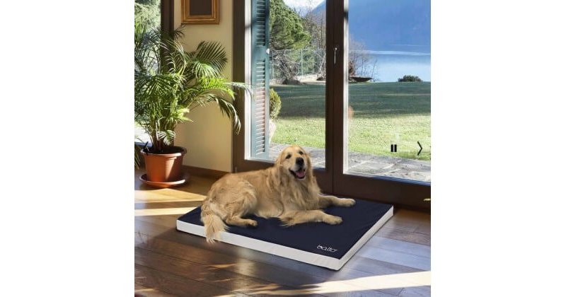 Balto BT NECK ECO collare anti-leccamento