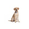Camon Ciondolo Luminoso per cani