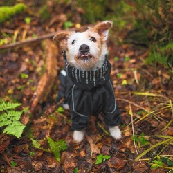 Hurtta Tuta Downpour Suit impermeabile per cani