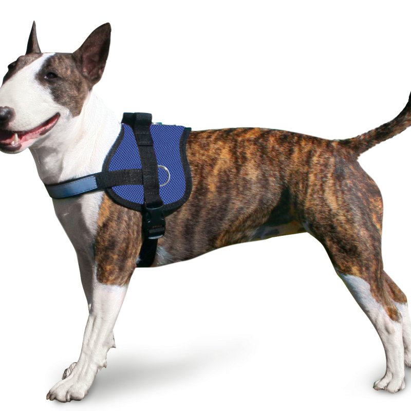 Aqua Coolkeeper Pettorina Survival rinfrescante Pacific Blue per cane