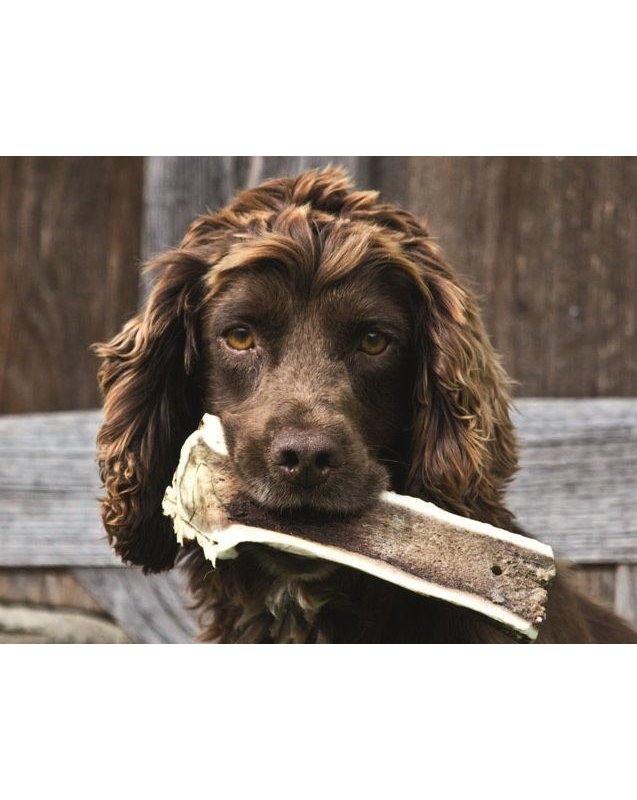 Corno di Cervo Intero L - 76/150gr snack cane