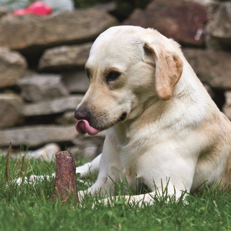 Corno di Cervo Intero L - 76/150gr snack cane