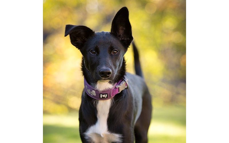 Hurtta Collare W/E Warrior Certificato Ufficiale Hurtta Italia