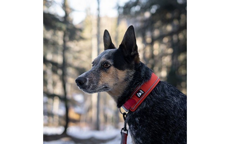 Hurtta Collare W/E Warrior Certificato Ufficiale Hurtta Italia