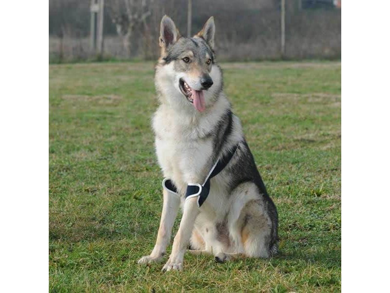 Balto BT Soft Plus tutore per gomito doppio