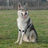 Balto BT Soft Plus tutore per gomito doppio
