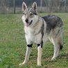 Balto BT Soft Plus tutore per gomito doppio