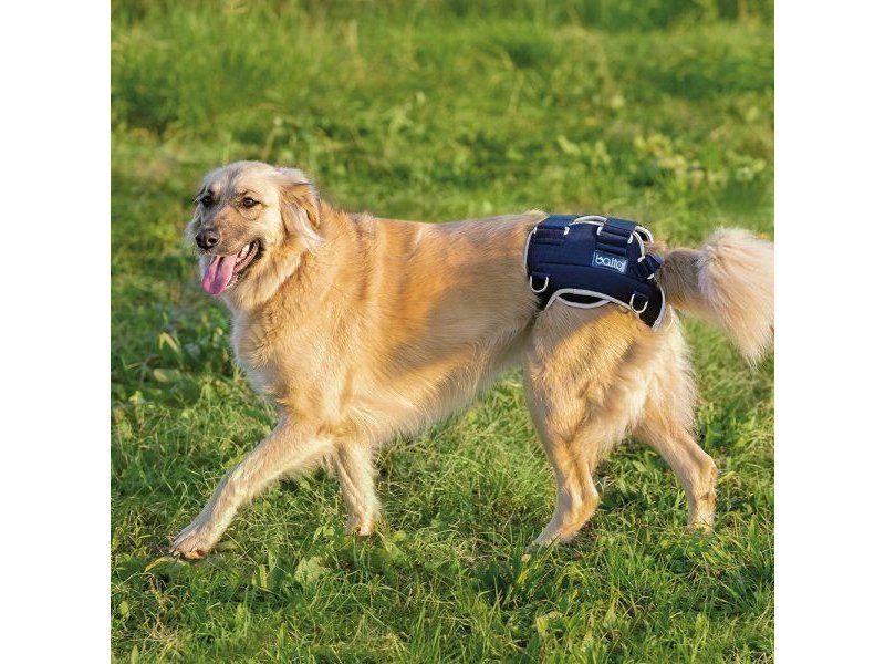 Balto BT Life tutore per la displasia dell'anca del cane