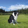 Balto BT Bone tutore per fratture zampa anteriore del cane