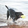 Kong Air Dog Squeaker Football