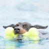 Kong Air Dog Squeaker Bone