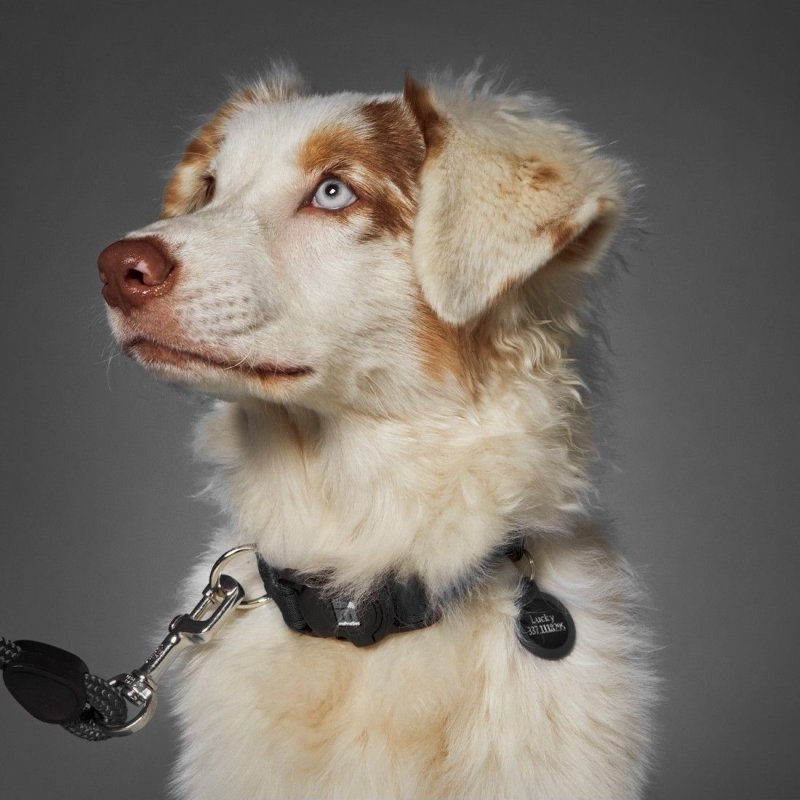 Myfamily Collare Memopet per cani con tecnologia NFC