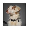 Myfamily Collare Memopet per cani con tecnologia NFC