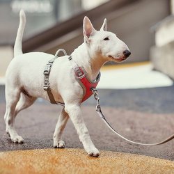 Hurtta Pettorina Venture No Pull per cani