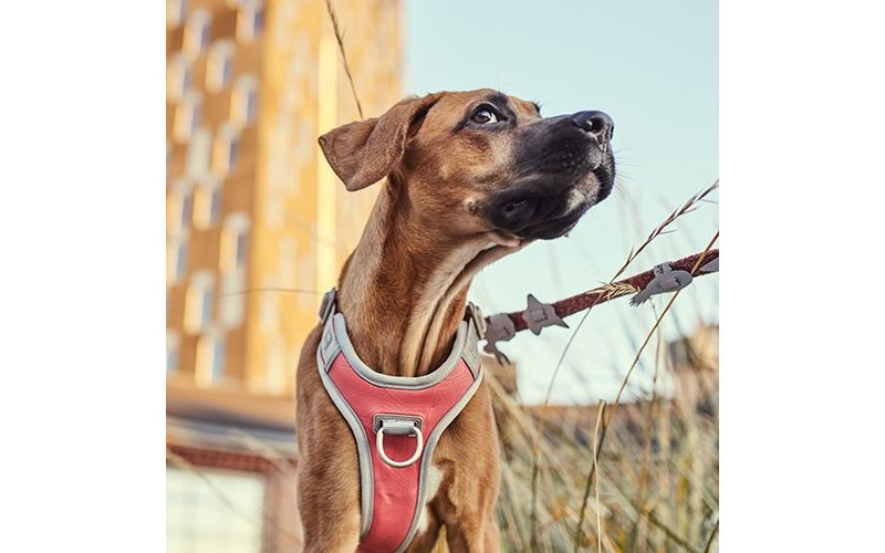 Hurtta Pettorina Venture No Pull per cani