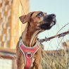 Hurtta Pettorina Venture No Pull per cani