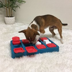 Nina Ottosson DogBrick Blu gioco attivazione mentale cane
