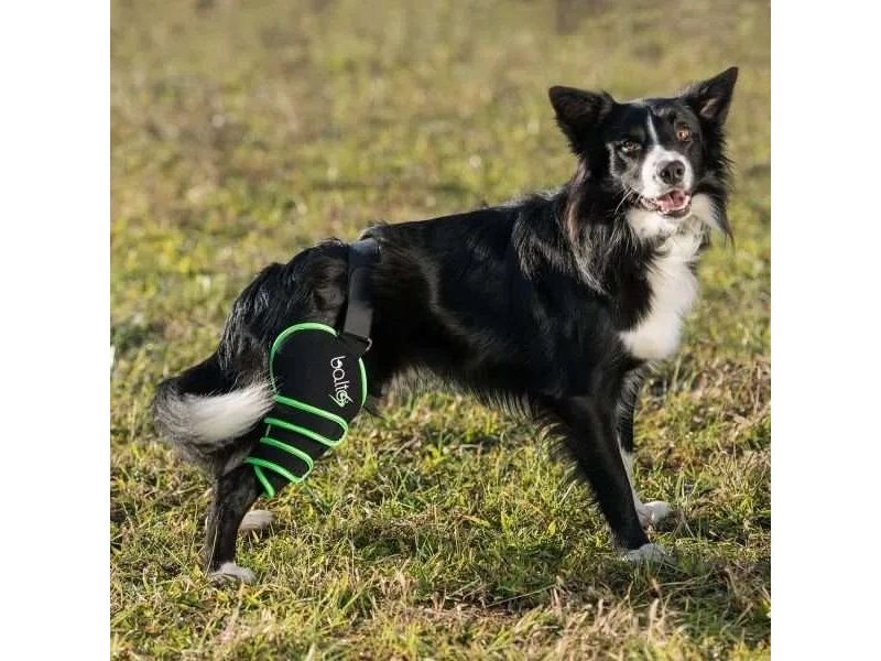 Balto Sport Agile fascia per ginocchio del cane