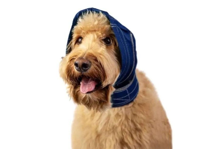 Balto No Flap Protect supporto protettivo per le orecchie del cane