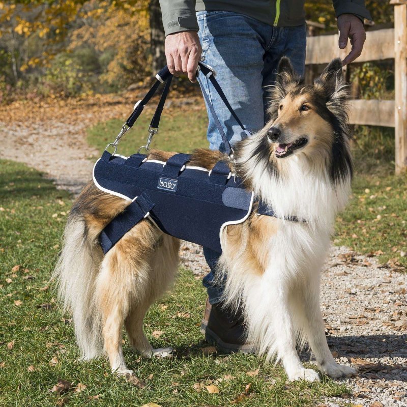 Balto BT Body Lift corpetto integrale con maniglia per cane