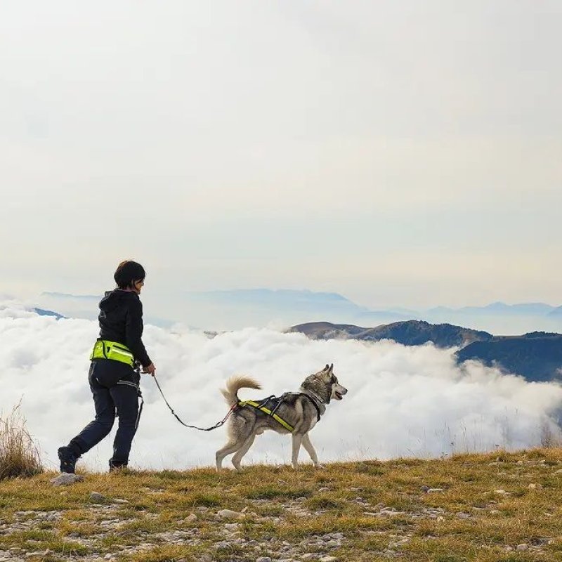 Axaeco Explorer Belt cintura per dog trekking