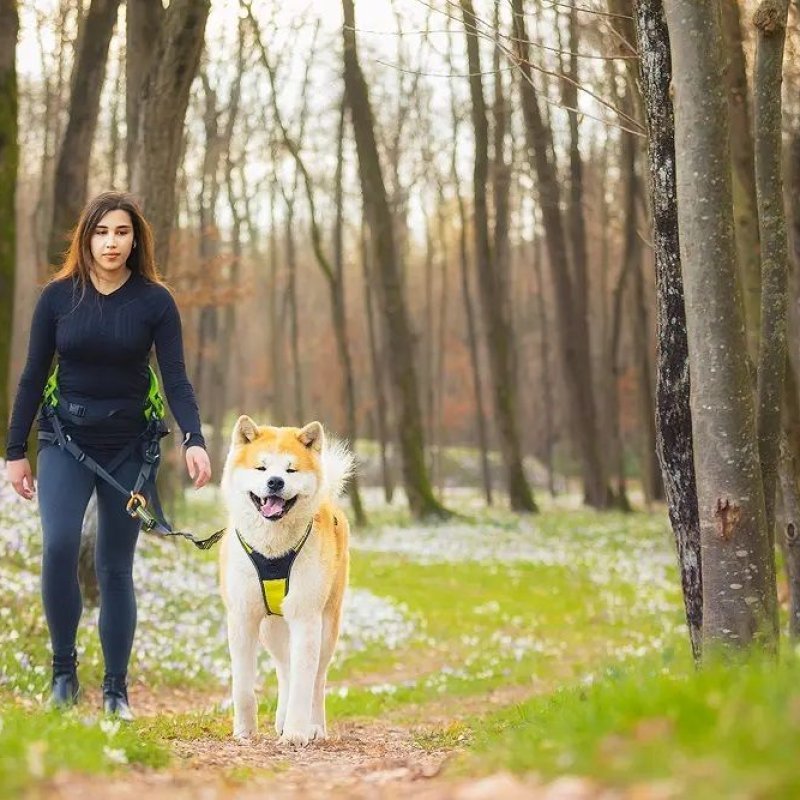 Axaeco Explorer Belt cintura per dog trekking