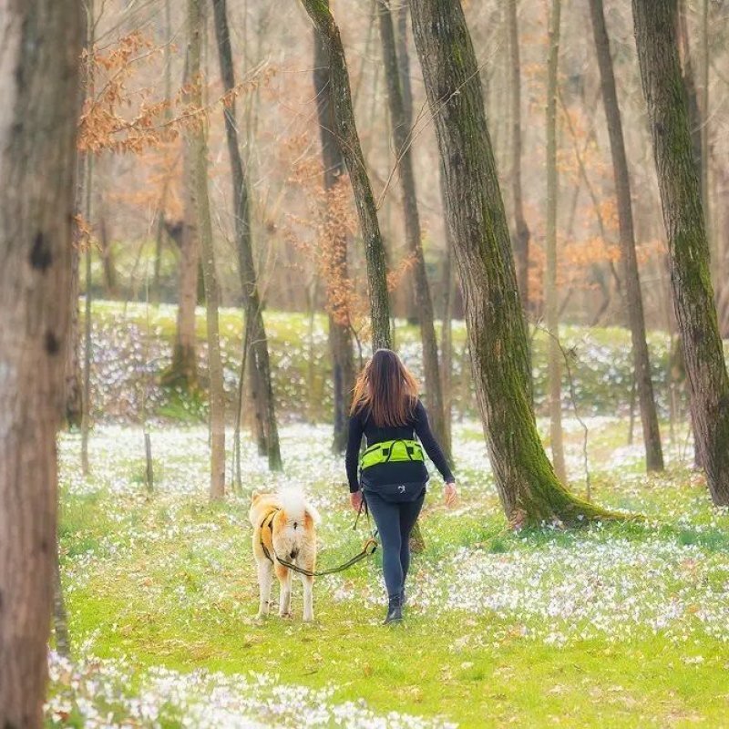Axaeco Explorer Belt cintura per dog trekking