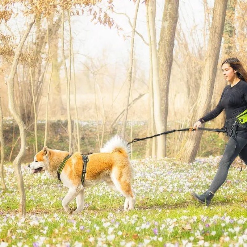 Axaeco Explorer Belt cintura per dog trekking