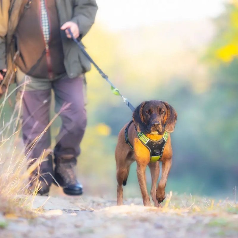 Axaeco 4 Season Jogging Leash guinzaglio da jogging