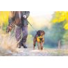 Axaeco 4 Season Jogging Leash guinzaglio da jogging