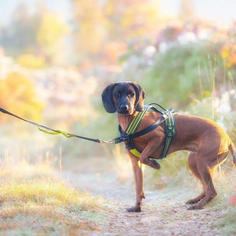 Axaeco 4 Season Jogging Leash guinzaglio da jogging