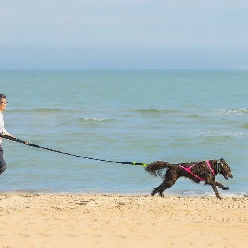 Axaeco 4 Season Jogging Leash guinzaglio da jogging