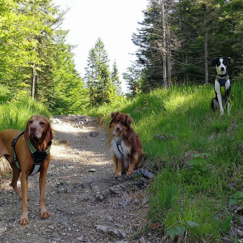 Axaeco 4 Season Power Harness pettorina svedese