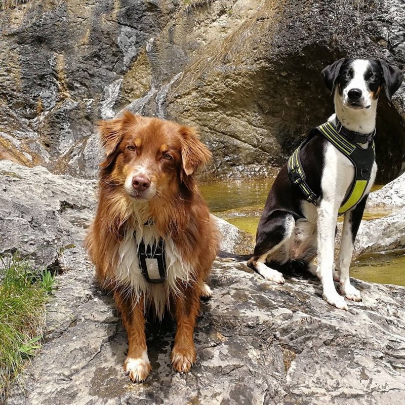 Axaeco 4 Season Power Harness pettorina svedese