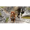 Axaeco 4 Season Power Harness pettorina svedese