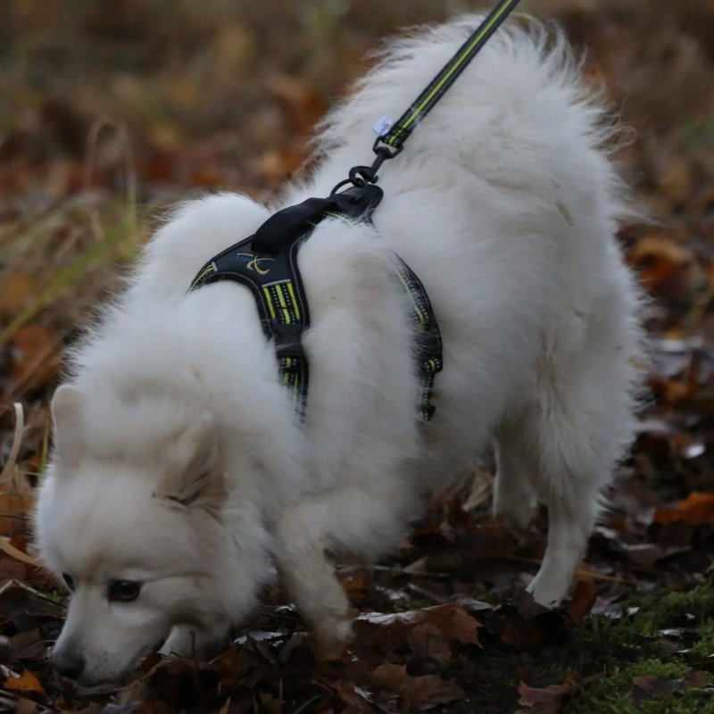 Axaeco 4 Season Power Harness pettorina svedese