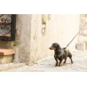 Axaeco 4 Season Leash S 16mm x 1,2m guinzaglio in nylon alta visibilità