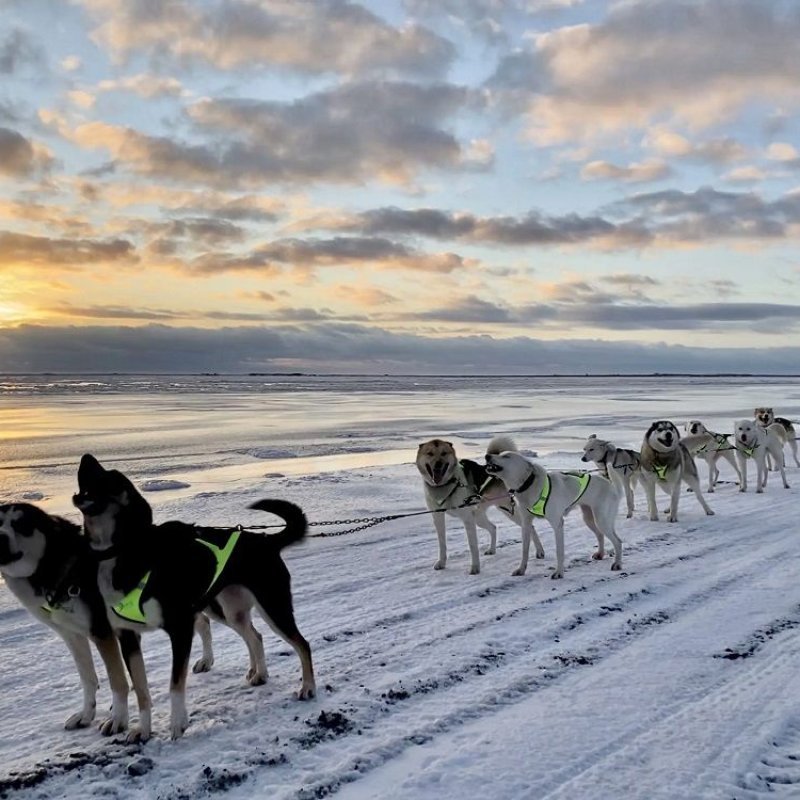 Axaeco X Shirt Harness imbracatura per sleddog e canicross