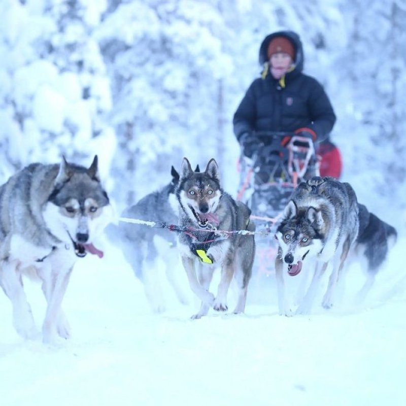 Axaeco Scandinavia Harness imbracatura per sleddog e canicross