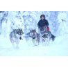 Axaeco Scandinavia Harness imbracatura per sleddog e canicross