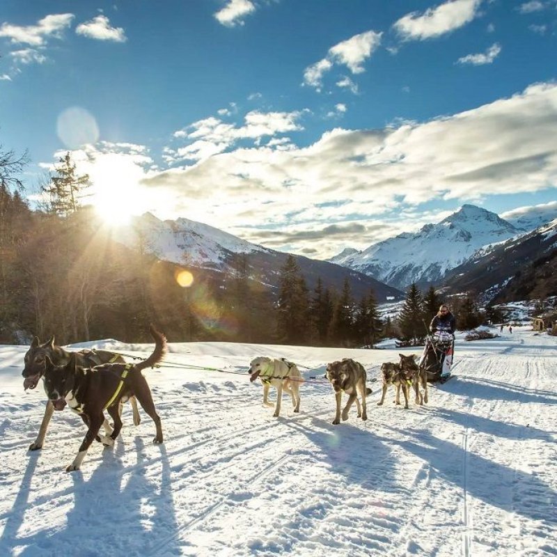 Axaeco Scandinavia Harness imbracatura per sleddog e canicross