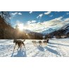 Axaeco Scandinavia Harness imbracatura per sleddog e canicross