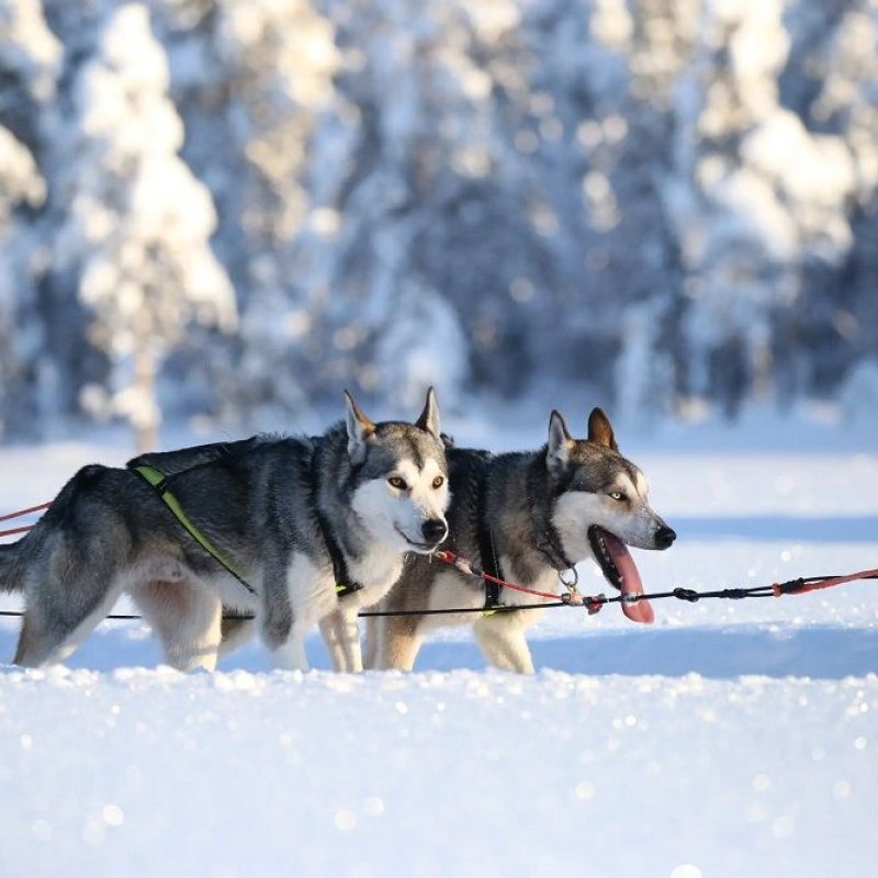 Axaeco Scandinavia Harness imbracatura per sleddog e canicross